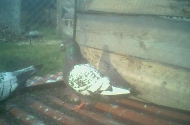 Samiczka #gołębie #rysie #zwierzęta