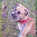 #boxer #CHOPO #fizjologiczny #kaganiec #pies