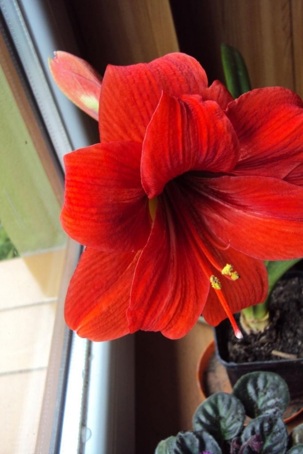 Hippeastrum z nasion