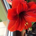 Hippeastrum z nasion