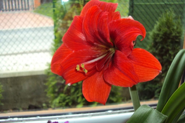 Hippeastrum z nasion