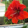 Hippeastrum z nasion