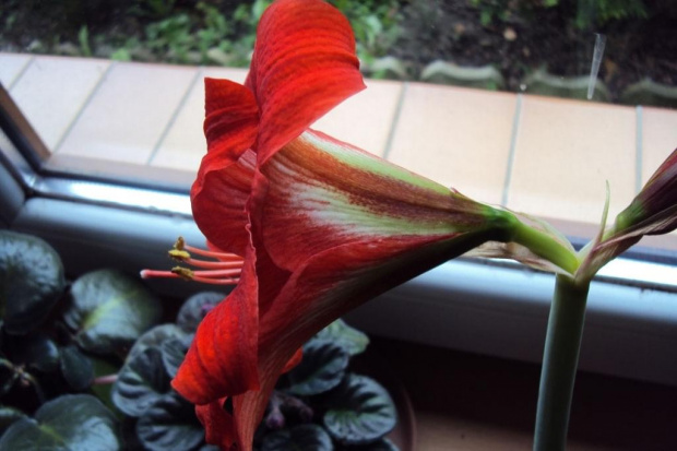 Hippeastrum z nasion