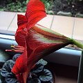 Hippeastrum z nasion