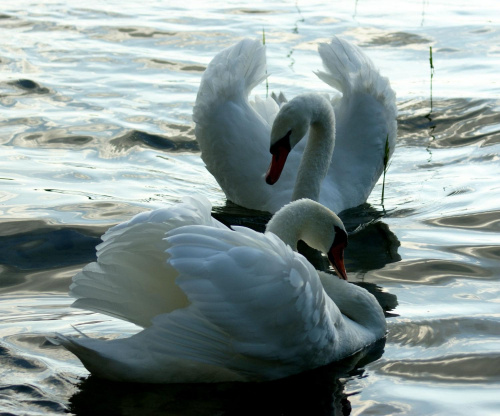 #łabędzie #ptaki #jezioro