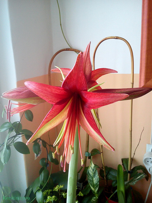 Hippeastrum Bogota