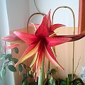 Hippeastrum Bogota