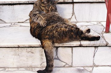 #zwierzaki #zwierzęta #kot