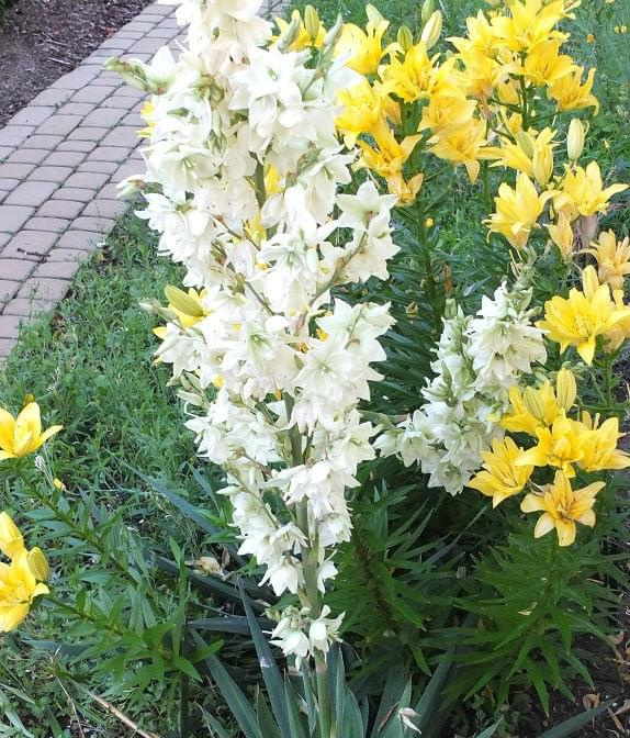 kwiaty #kwiat #biel #zieleń #żółty #ogrody
