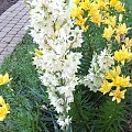 kwiaty #kwiat #biel #zieleń #żółty #ogrody