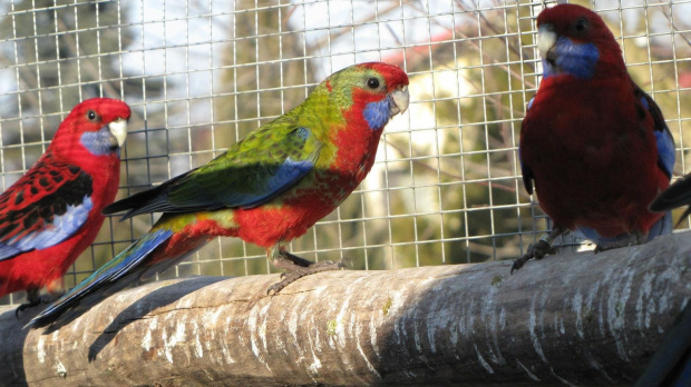 papugi