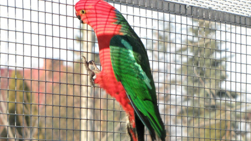 papugi