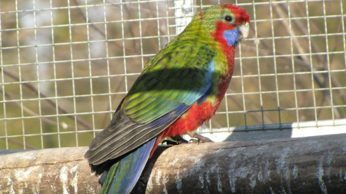 papugi