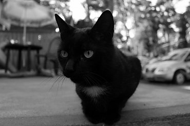 canon 1100d #amatorskie #białe #bunkier #czarno #dziecko #dziewczyny #fotografa #hel #kot #tort #wakacje