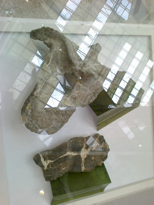 Galeria Krakowska wystawa Świat Dinopzaurów 2014 02 27 (1) #galeria #krakowska #Kraków