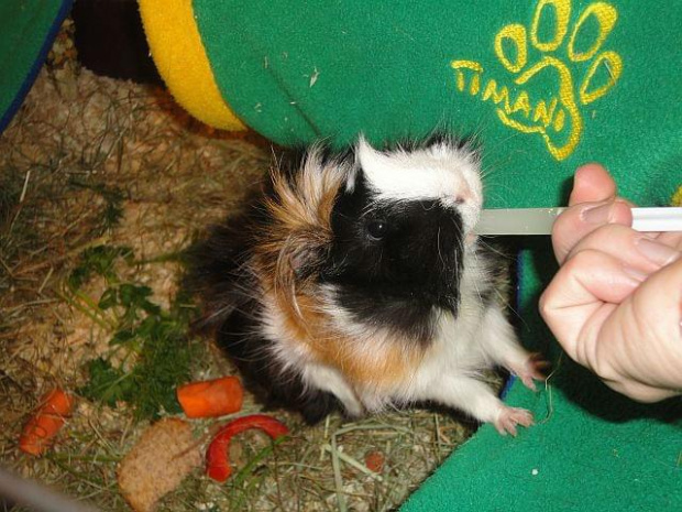 pipi