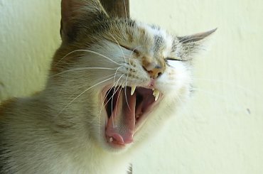 #Zwierzęta #koty #konie #ptaki #gryzonie