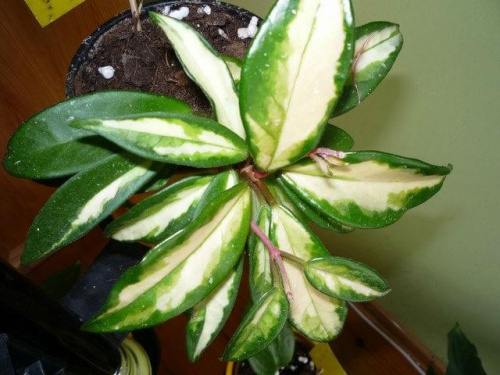 hoya Tricolor