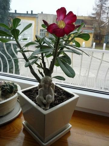 adenium