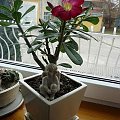 adenium