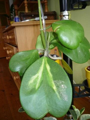 Hoya kerrii reverse variegation