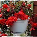 Begonia