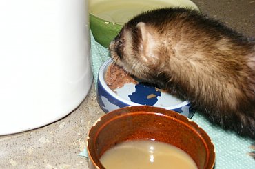 Pimpuś 8-15 VIII 2013 #FAA #fretka #SPF