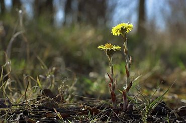 las i wiosna #wiosna #fotmart #fotosik #dzikapolska #WMoimObiektywie #las #ropucha #kwiaty