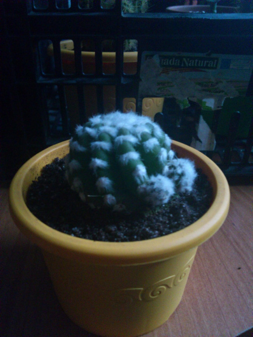 #cactus #kaktus #kaktusy