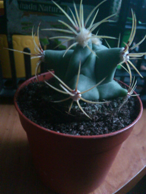 #cactus #kaktus #kaktusy