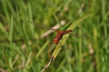 Czarnogóra #Czarnogóra #Montenegro #góry #ważka #lato #insekt #owad