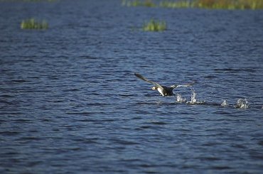 O poranku wiosennego dnia #poranek #dzikapolska #fotosik #fotmart #WMoimObiektywie #perkoz #wiosna #WschódSłońca #słońce #ptaki