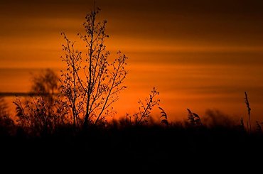 O poranku wiosennego dnia #poranek #dzikapolska #fotosik #fotmart #WMoimObiektywie #perkoz #wiosna #WschódSłońca #słońce #ptaki