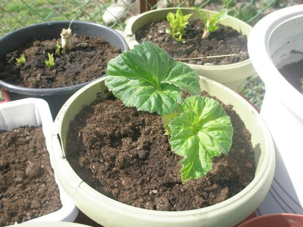 moje kwiatki