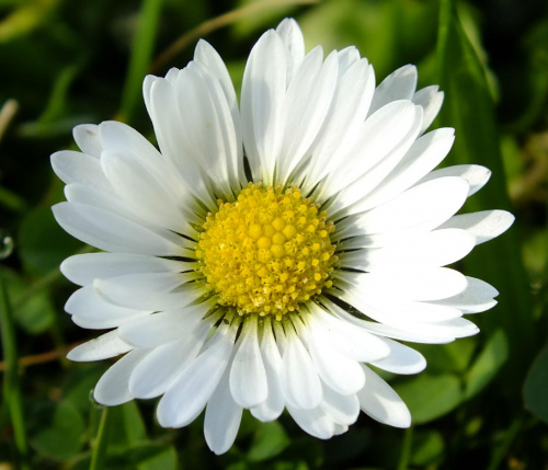 Stokrotka-mój ulubiony kwiatek :)