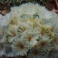 Mammillaria carm