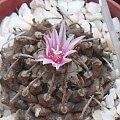 turbinicarpus