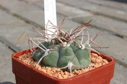 Gymnocalycium curvispinum