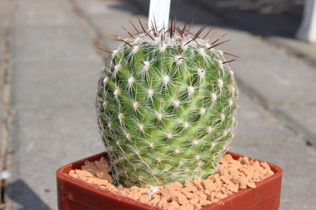 Thelocactus conothelos v. aurantiacus RS 311