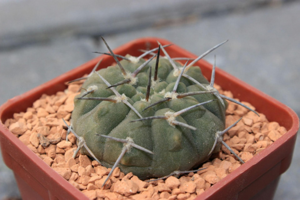 Gymnocalycium v. guthianum CH 1133