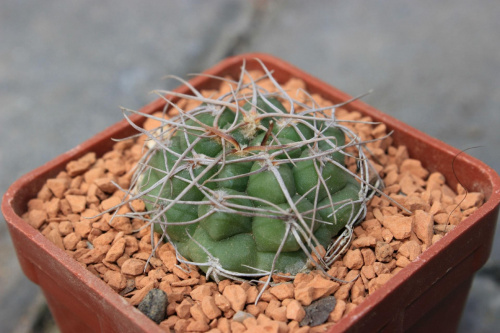 Gymnocalycium fischeri LF 4