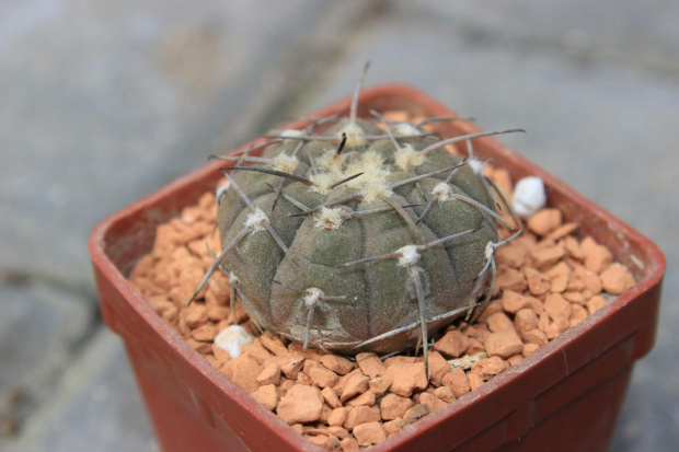 Gymnocalycium riojense TOM 06-041/1