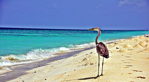 Plażowicz, Ukulhas Island #ptak #plaża