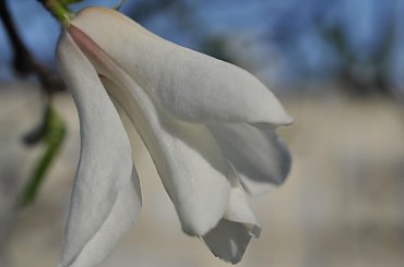 magnolia #kwiaty #magnolia