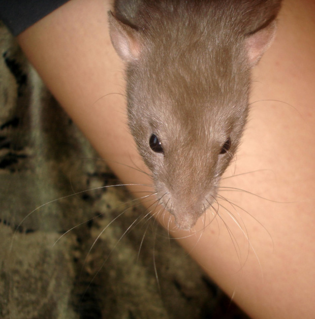 wąs Lulu