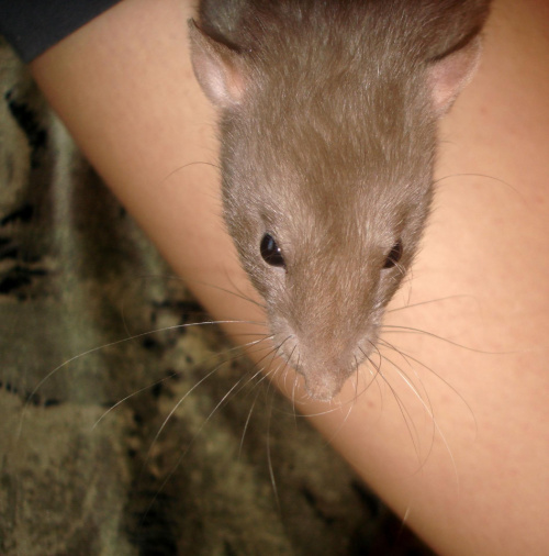 wąs Lulu