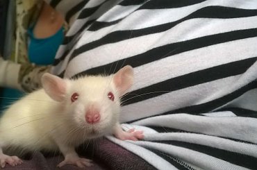 Rubin #gryzonie #ogony #szczury