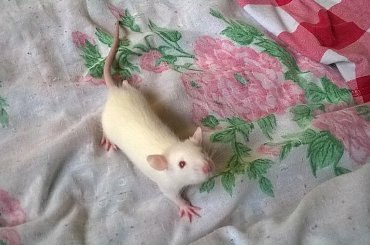 Rubin #gryzonie #ogony #szczury