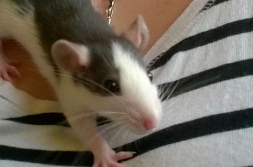 Harry #gryzonie #ogony #szczury