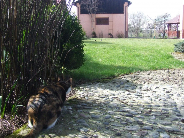 spacer z Lu #kot #koty #kwiatki #wiosna